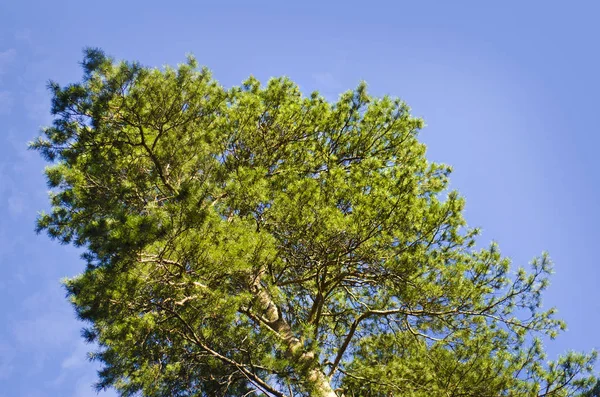 Stromy Kůra Kmenů Krásný Zajímavý Pohled Stromy Les Proti Modré — Stock fotografie