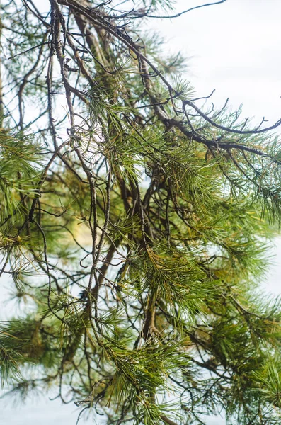 Bomen Schors Stammen Mooi Interessant Uitzicht Conifer Bomen Takken Middag — Stockfoto