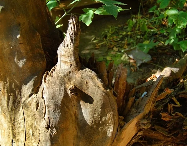 Прекрасный Вид Природу Интересный Вид Дерево Ствол Кору Корнем Летом — стоковое фото