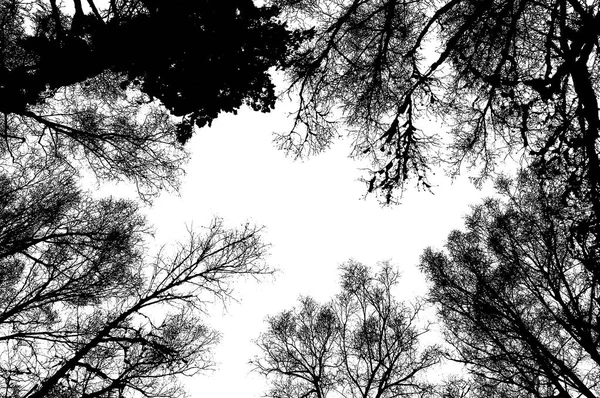 Stromy Kůra Kmenů Krásný Zajímavý Pohled Stromy Les Proti Bílému — Stock fotografie