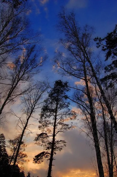 Alberi Tronchi Corteccia Bella Interessante Vista Conifere Foreste Cielo Blu — Foto Stock