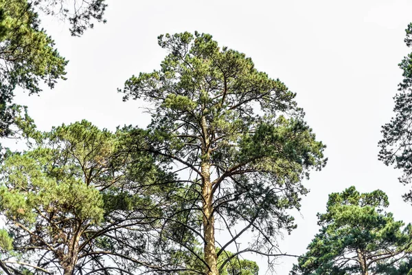Árvores Troncos Casca Vista Bonita Interessante Árvores Coníferas Floresta Céu — Fotografia de Stock