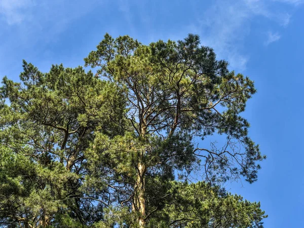 Stromy Kůra Kmenů Krásný Zajímavý Pohled Jehličnatých Stromů Lesů Modré — Stock fotografie