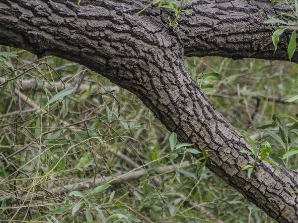 Ağaç Ağaç Kabuğu Mayo Güzel Ilginç Görünümünü Ağaç Gövde Kabuk — Stok fotoğraf