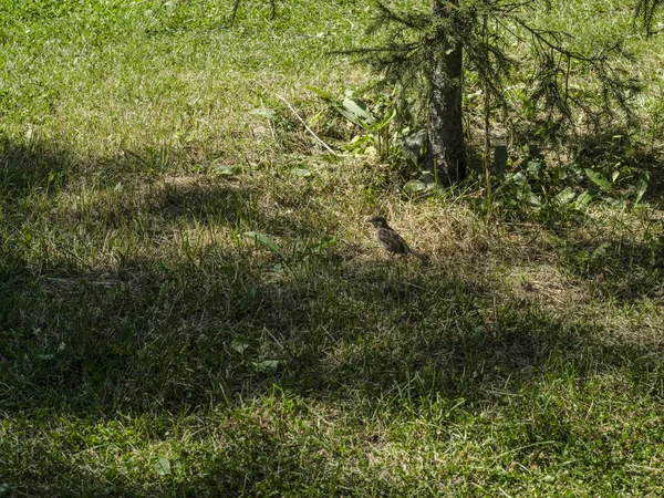 Copaci Trunchiuri Scoarţă Vedere Frumoasă Interesantă Copacilor Frunziș Într Însorită — Fotografie, imagine de stoc