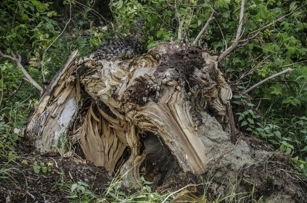 Árboles Troncos Corteza Hermosa Interesante Vista Del Árbol Tronco Corteza —  Fotos de Stock