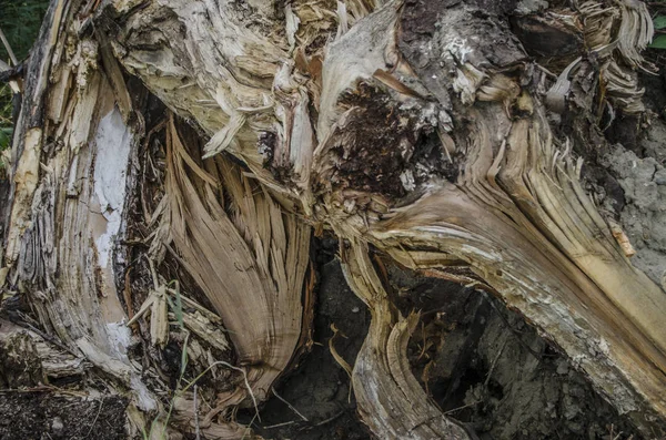 Árboles Troncos Corteza Hermosa Interesante Vista Del Árbol Tronco Corteza —  Fotos de Stock