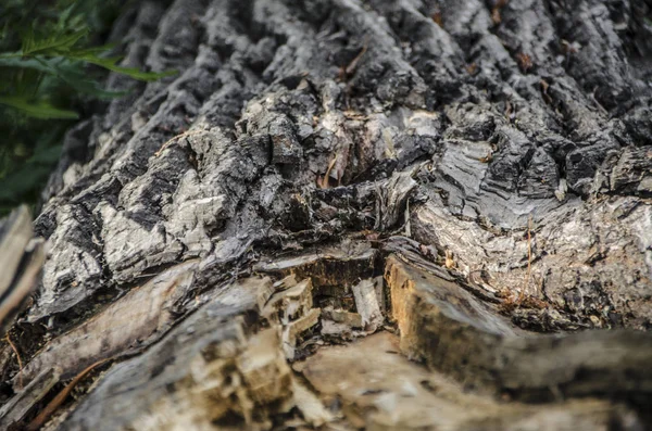 Bomen Schors Stammen Mooi Interessant Uitzicht Boom Stam Schors Zomer — Stockfoto