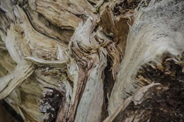 Træer Barkstammer Smuk Interessant Udsigt Træet Stammen Barken Med Rod - Stock-foto