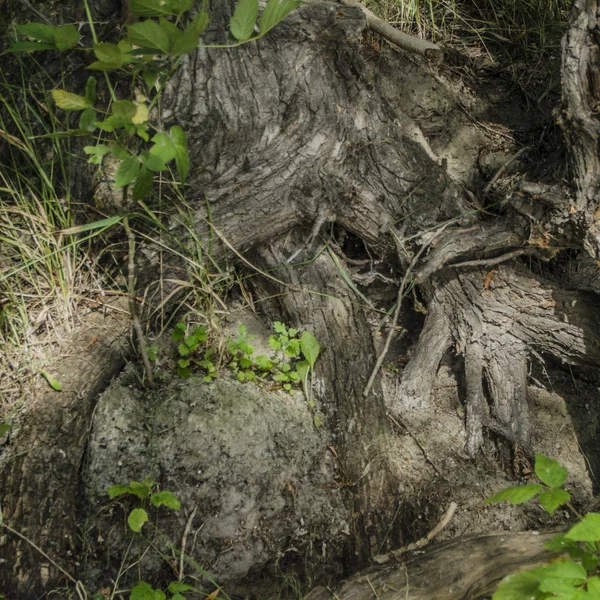 Alberi e tronchi di corteccia . — Foto Stock