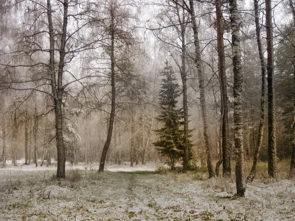 Drzew Kora Pnie Piękny Ciekawy Krajobraz Panorama Widok Pokryte Śniegiem — Zdjęcie stockowe