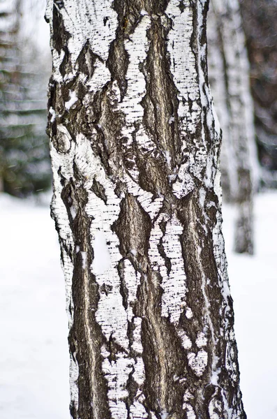 冬の風景と背景 美しく 興味深い風景と冬の雪に覆われた白樺幹のビュー — ストック写真