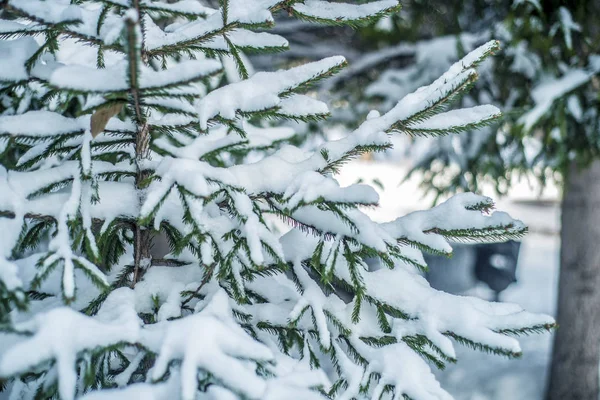 冬季景观和背景 冬季景观和背景 美丽有趣的风景和白雪覆盖的针叶树分支的看法 — 图库照片