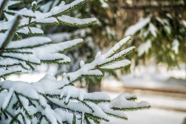 冬季景观和背景 冬季景观和背景 美丽有趣的风景和白雪覆盖的针叶树分支的看法 — 图库照片