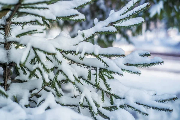 冬季景观和背景 冬季景观和背景 美丽有趣的风景和白雪覆盖的针叶树分支的看法 — 图库照片
