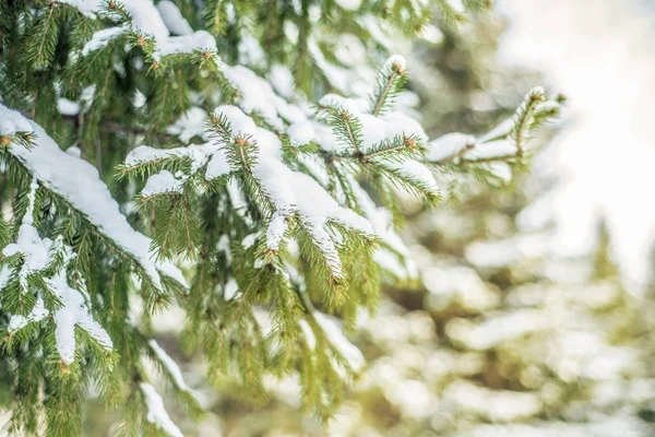 Winterlandschap Achtergrond Winterlandschap Achtergrond Mooi Interessant Landschap Uitzicht Besneeuwde Naaldhout — Stockfoto