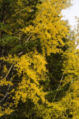 Sonbahar Doğa ve arka plan. Güzel ve ilginç manzara, panorama ve sonbahar ağaçlar ve bitki örtüsü ile orman görünümü.