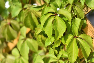 Yaprakları güzel manzarasına. Güzel ve ilginç manzara ve yaz yeşil park ve bahçe bitki dikey ahşap kafes ve duvar tırmanma görünümü.