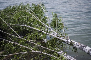 Su Tema ve arka plan. Güzel ve ilginç manzara ve yaz nehir ya da göl ağaç ve ağaç görünümünü suya düşmüş.