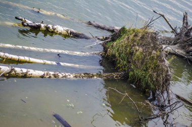 Su Tema ve arka plan. Güzel ve ilginç manzara ve yaz nehir ya da göl ağaç ve ağaç görünümünü suya düşmüş.