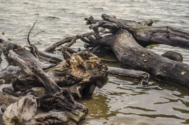 Su Tema ve arka plan. Güzel ve ilginç manzara ve yaz nehir ya da göl kuru ağaçları ile görünümünü suya düşmüş.