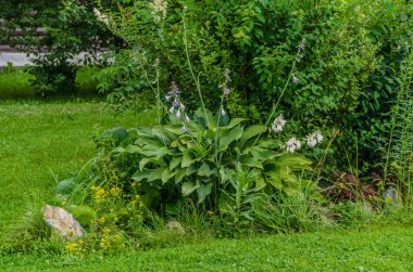 Doğanın güzel manzara. Güzel ve ilginç manzara, arka plan ve görünümü ile bir yaz öğleden sonra bahçede park ve orman.