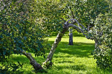 Doğanın güzel manzara. Güzel ve ilginç manzara, arka plan ve görünümü ile bir yaz öğleden sonra bahçede park ve orman.
