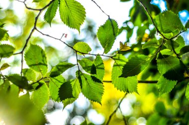 Doğanın güzel manzara. Güzel ve ilginç manzara, arka plan ve bir çalı veya ağaç yaz öğleden sonra gökyüzü gökyüzünde karşı bir dalı görünümünü.