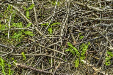 Doğanın güzel manzara. Güzel ve ilginç manzara, arka plan ve bir çalı veya ağaç gövdeleri ve yaprakları yaz öğleden sonra bir dalı görünümünü.