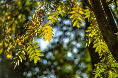 Doğanın güzel manzara. Güzel ve ilginç manzara, arka plan ve bir çalı veya ağaç mavi gökyüzü yaz öğleden sonra karşı bir şube manzarası.