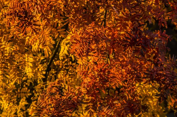 Sonbahar Doğa Arka Plan Güzel Ilginç Manzara Panorama Sonbahar Ağaçlar — Stok fotoğraf