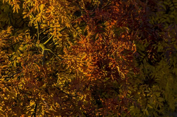 Осіння Природа Тло Красивий Цікавий Пейзаж Панорама Вид Осінні Дерева — стокове фото