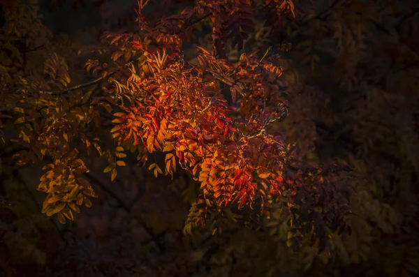 Automne Nature Arrière Plan Beau Intéressant Paysage Panorama Vue Sur — Photo