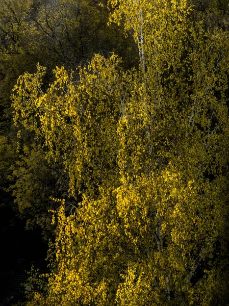 Autumn Nature Background Beautiful Interesting Landscape Panorama View Autumn Trees — Stock Photo, Image