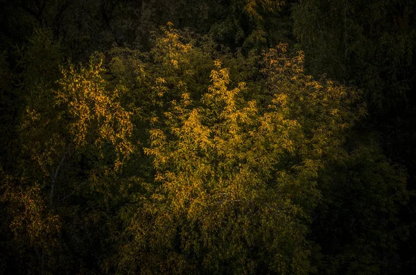 Podzimní Příroda Pozadí Krásná Zajímavá Krajina Panorama Pohled Podzimní Stromy — Stock fotografie