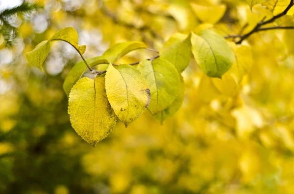 Autumn Nature Background Beautiful Interesting Landscape Views Autumn Branches Trees — Stock Photo, Image