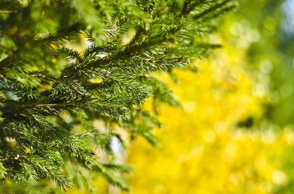 Herfst Karakter Achtergrond Mooi Interessant Landschap Uitzicht Herfst Naaldhout Takken — Stockfoto