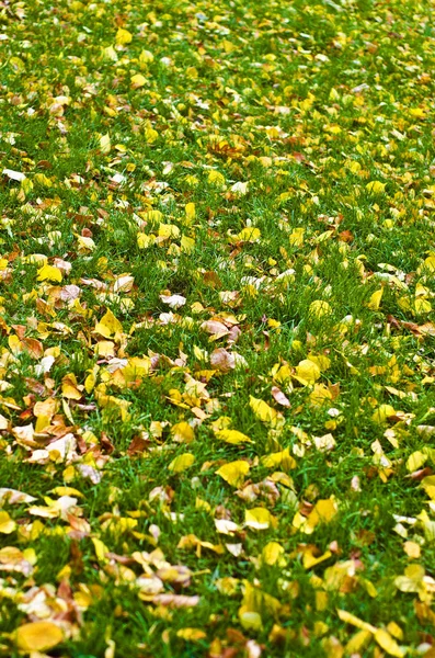 Natureza Fundo Outono Paisagem Bonita Interessante Vista Das Folhas Outono — Fotografia de Stock