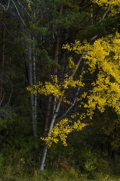 秋の自然と背景 美しく 興味深い風景 パノラマ 秋の木々 や葉を持つ林の眺め — ストック写真