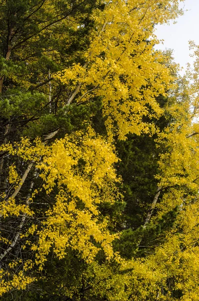 Sonbahar Doğa ve arka plan. Güzel ve ilginç manzara, panorama ve sonbahar ağaçlar ve bitki örtüsü ile orman görünümü.