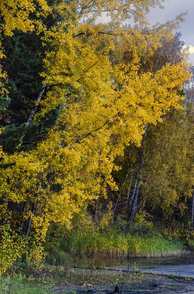 Autumn Nature Background Beautiful Interesting Landscape Panorama View Autumn Trees — Stock Photo, Image