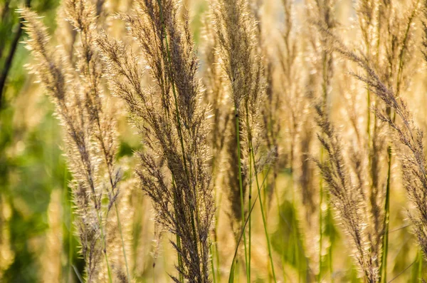 Prachtige Natuur Ochtend Mooie Gras Oren Met Veld Weide Bloemen — Stockfoto