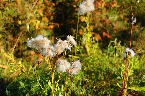 朝の美しい自然 綺麗な草と耳で朝と午後の日当たりの良い夏の日に戻って太陽の下でフィールドと草原の花に — ストック写真