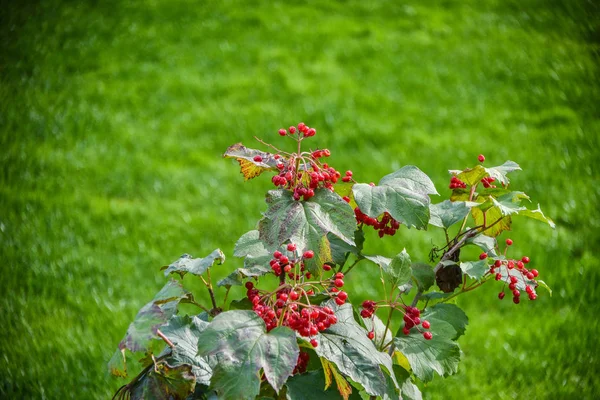 Beautiful view of nature. Beautiful and interesting landscape and view of the autumn harvest of berries and edible red fruits against the background of leaves.