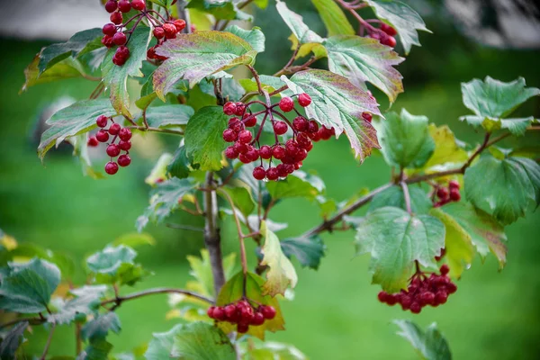 Beautiful View Nature Beautiful Interesting Landscape View Autumn Harvest Berries — Stock Photo, Image