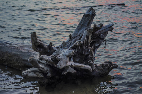 Water theme and background. Beautiful and interesting landscape and the view of the summer river or lake with dry trees fallen into the water.