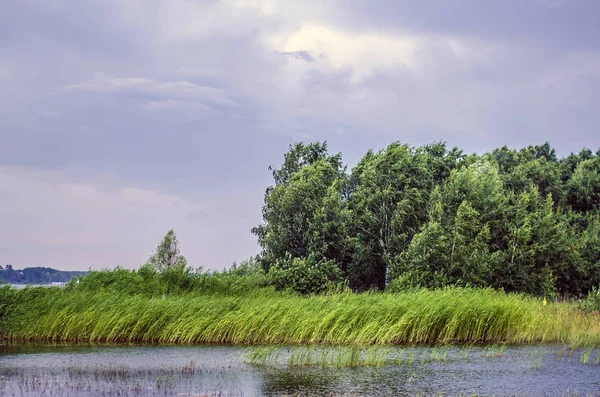 Güzel Ilginç Manzara Yaz Nehir Veya Göl Ile Yeşil Çalılar — Stok fotoğraf