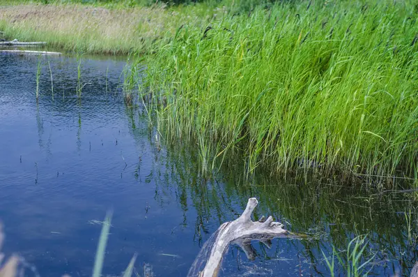 Güzel ve ilginç manzara ve yaz nehir ya da göl yeşil çalılar ve çim ve sazlık manzaralarını.