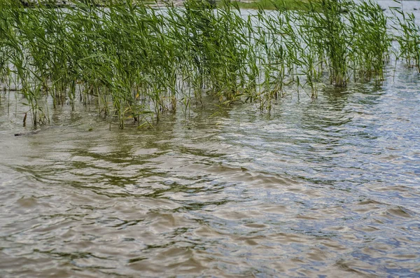 Mooi Interessant Landschap Uitzicht Zomer Rivier Meerwater Met Groene Struiken — Stockfoto