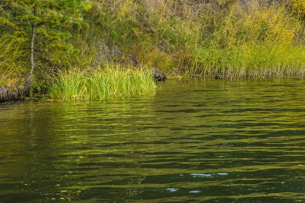 Güzel ve ilginç manzara ve yaz nehir ya da göl yeşil çalılar ve çim ve sazlık manzaralarını.